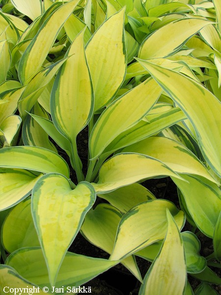 Hosta Tardiana-Ryhm June